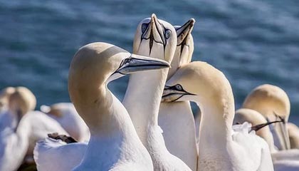 爱游戏体育在线-公牛客场扳平步行者，保持不败，公牛队最新交易资讯